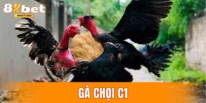 Gà chọi C1