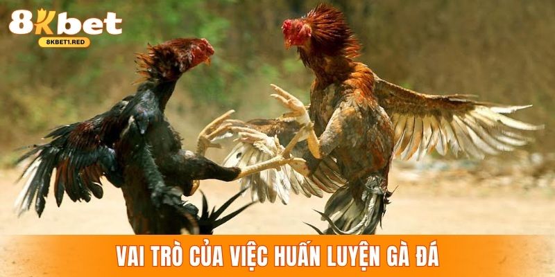 vai trò của việc huấn luyện đá gà